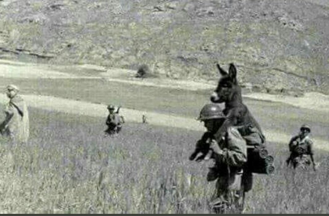 mule-deployed-to-soldier